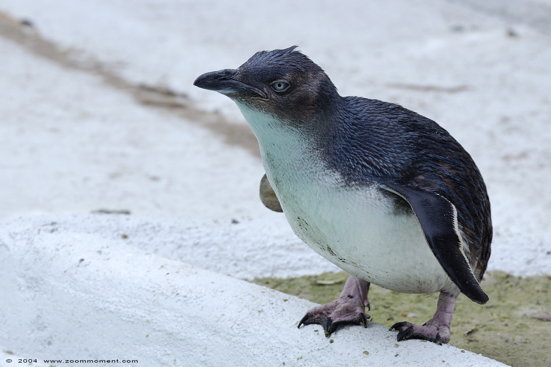dwergpinguïn ( Eudyptula minor novaehollandiae ) fairy little blue penguin
Parole chiave: Zoo Koeln Keulen Köln dwergpinguïn Eudyptula minor novaehollandiae  fairy little blue penguin