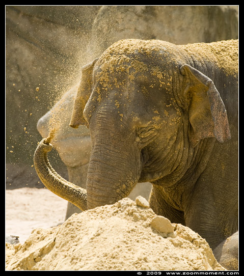 Aziatische olifant ( Elephas maximus ) Asian elephant
Trefwoorden: Zoo Koeln Keulen Köln Elephas maximus Asian elephant Aziatische olifant kalf baby