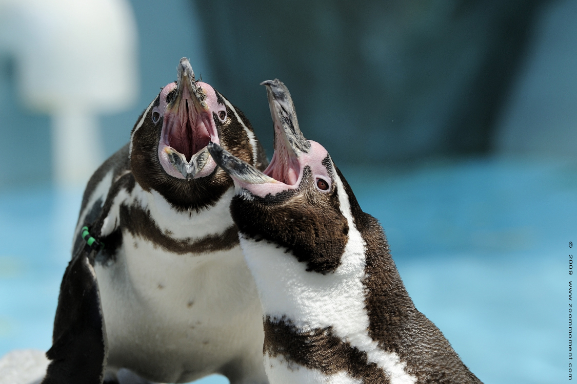 humboldtpinguïn ( Spheniscus humboldti ) humboldt penguin
Trefwoorden: Zoo Koeln Keulen Köln humboldtpinguïn Spheniscus humboldti humboldt penguin
