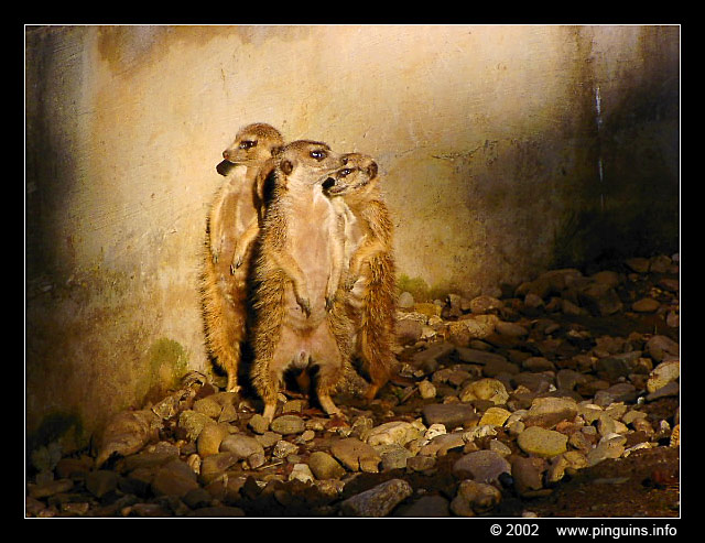 aardmannetje of stokstaartje ( Suricata suricatta ) slender-tailed meerkat
Trefwoorden: Zoo Koeln Keulen Köln Suricata suricatta slender-tailed meerkat aardmannetje