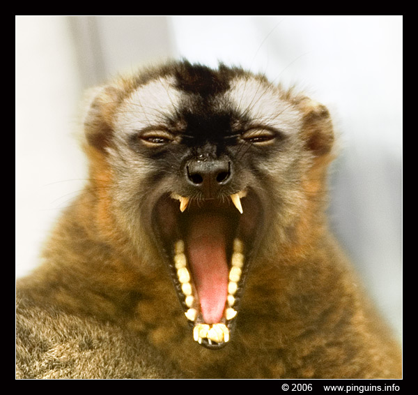 roodkopmaki  ( Eulemur fulvus rufus )  red fronted lemur
Trefwoorden: Zoo Koeln Keulen Köln Eulemur fulvus rufus roodkopmaki maki red fronted lemur halfaap