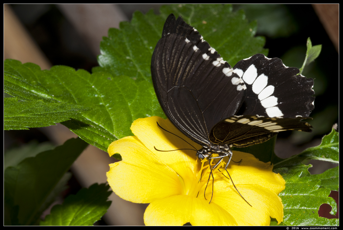Trefwoorden: Vlindertuin Klein Costa Rica Someren