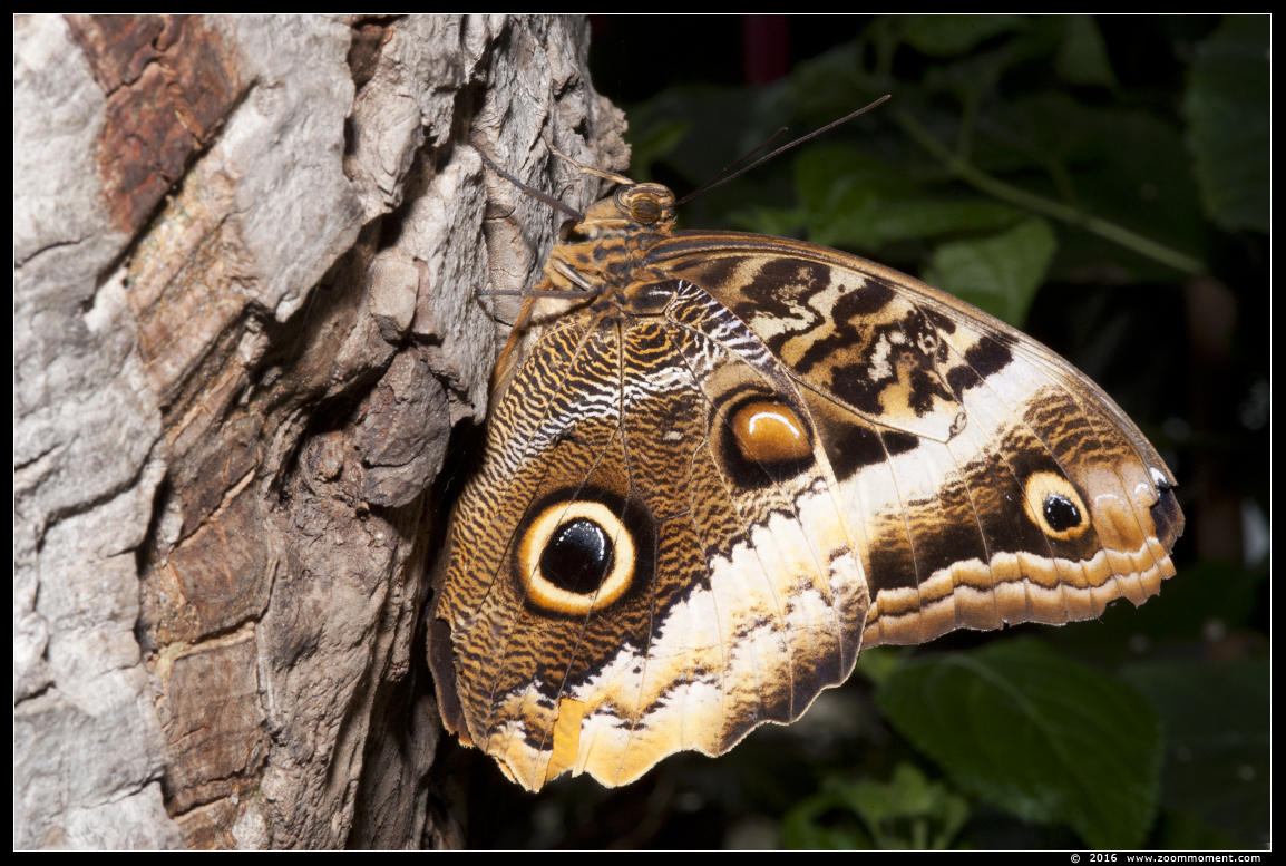 uilvlinder ( Caligo  ) owl butterfly
Trefwoorden: Vlindertuin Klein Costa Rica Someren uilvlinder  Caligo  owl butterfly