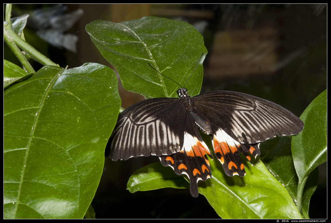 Papilio polytes romulus ? 
Trefwoorden: Vlindertuin Klein Costa Rica Someren Papilio polytes romulus 