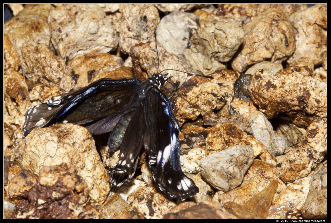geboorte en drogen vlinder birth and drying butterfly
Trefwoorden: Vlindertuin Klein Costa Rica Someren geboorte  drogen vlinder birth  drying butterfly
