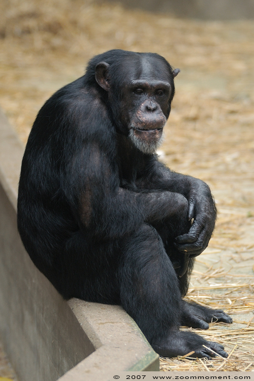 chimpansee  ( Pan troglodytes ) chimpanse chimpanzee
Trefwoorden: Krefeld zoo Germany chimpansee  Pan troglodytes chimpanse chimpanzee