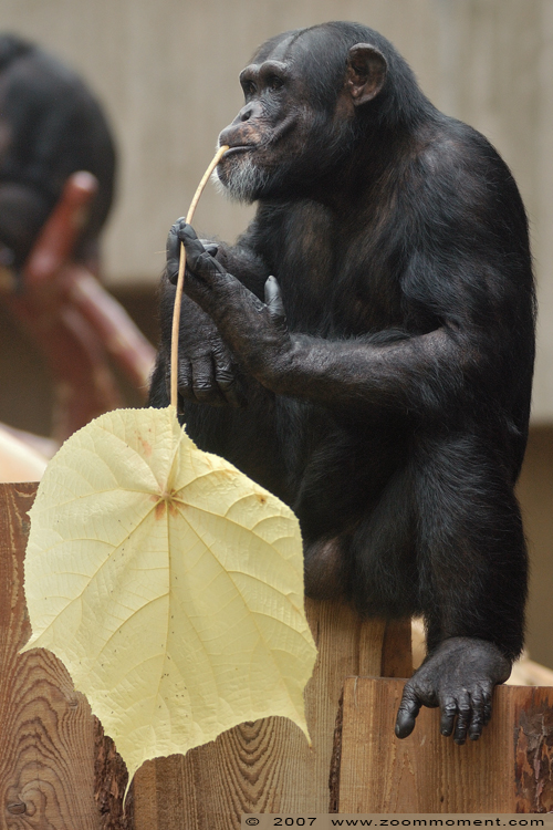 chimpansee  ( Pan troglodytes ) chimpanse chimpanzee
Trefwoorden: Krefeld zoo Germany chimpansee  Pan troglodytes chimpanse chimpanzee