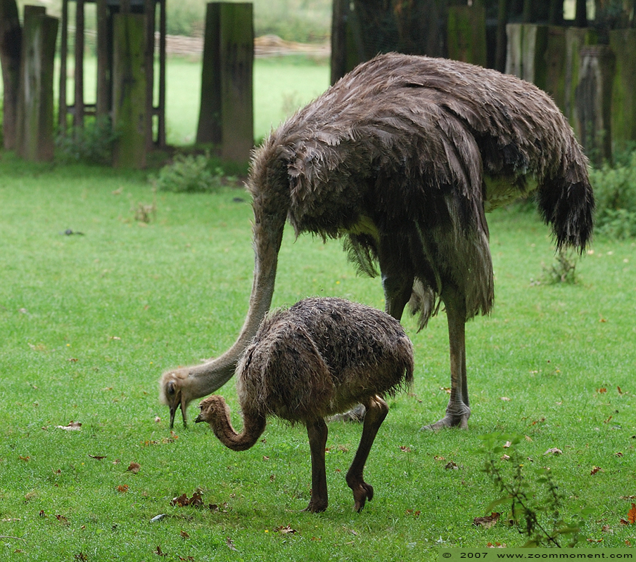 struisvogel ( Struthio camelus australis ) ostrich
Trefwoorden: Krefeld zoo Germany  struisvogel  Struthio camelus australis  ostrich