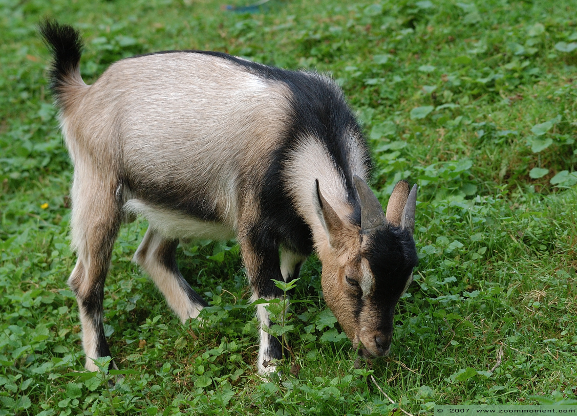 West-Afrikaanse dwerggeit ( Capra aegagrus f. hircus ) goat
Trefwoorden: Krefeld zoo Germany geit goat West-Afrikaanse dwerggeit Capra aegagrus hircus