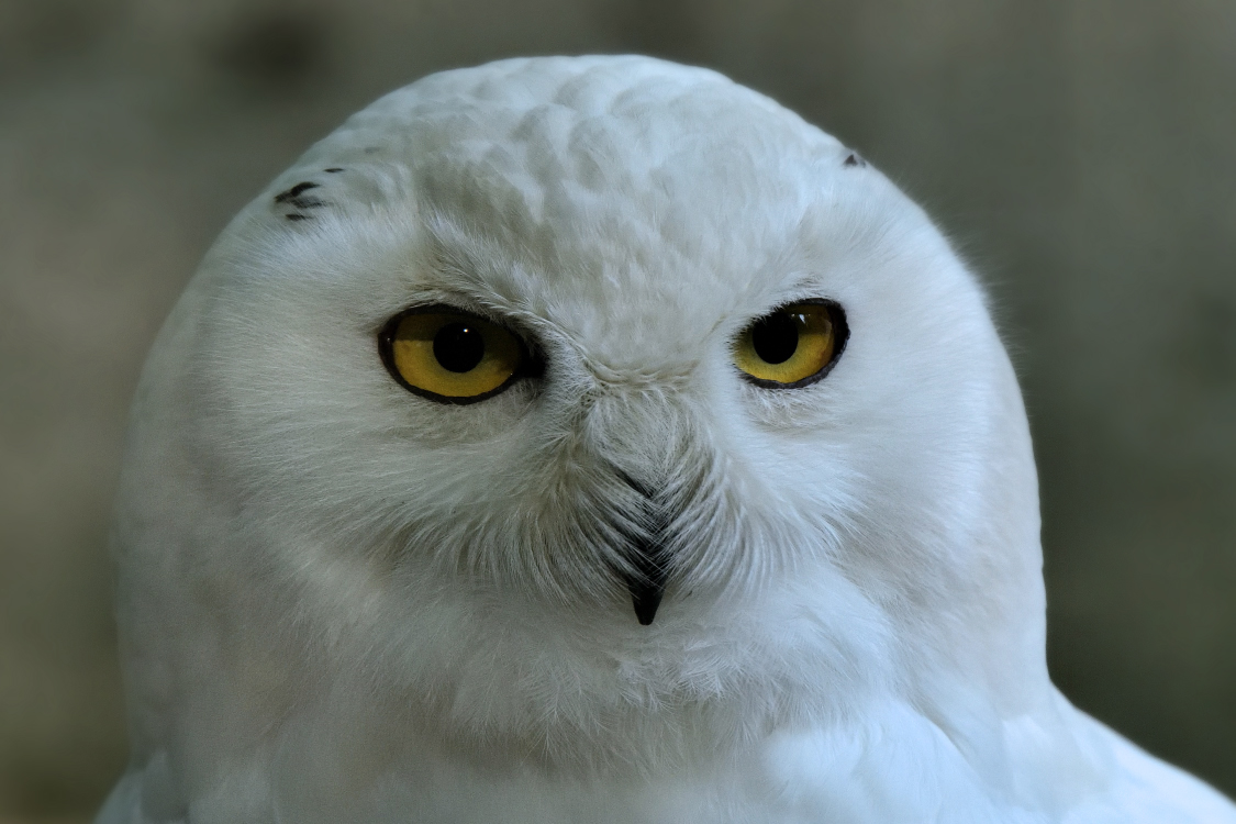 sneeuwuil ( Nyctea scandiaca ) snowy owl
Trefwoorden: Krefeld zoo Germany  sneeuwuil Nyctea scandiaca snowy owl
