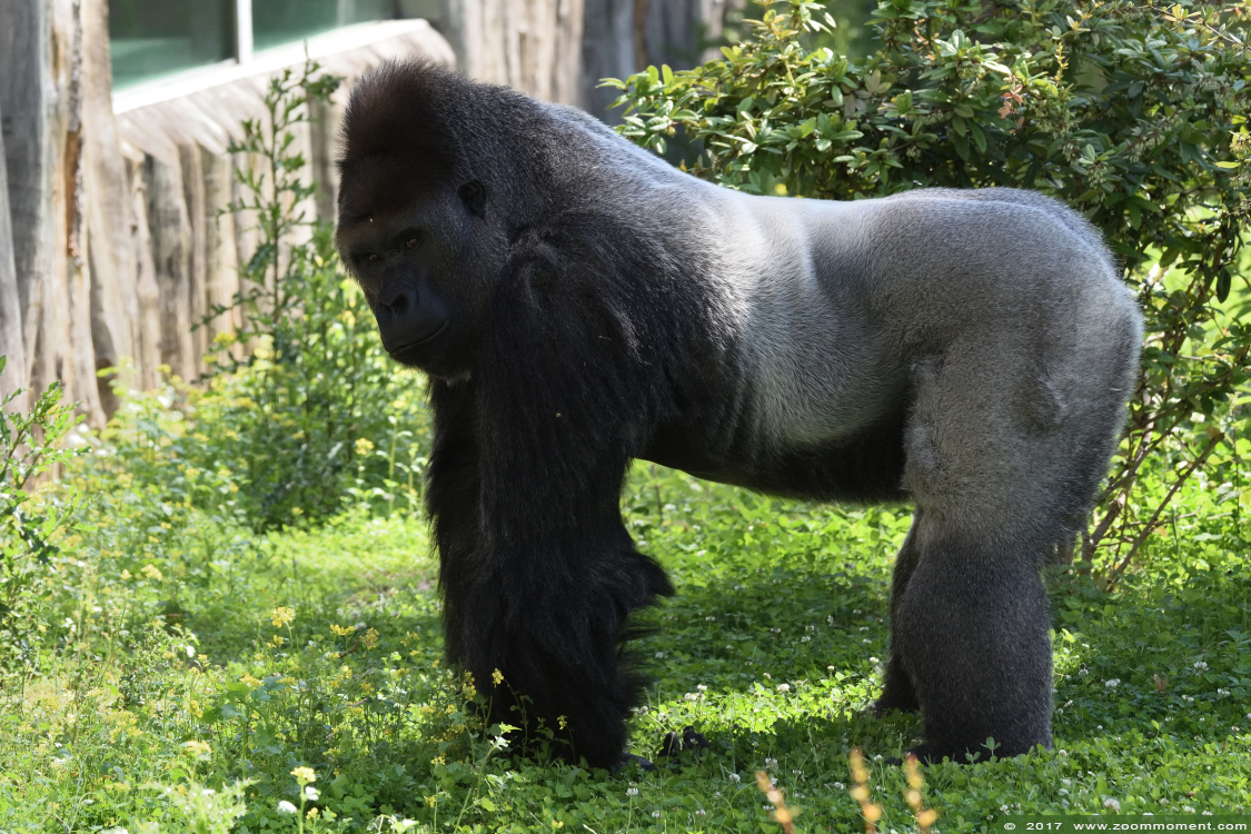 Gorilla gorilla
Trefwoorden: Krefeld zoo Germany  gorilla