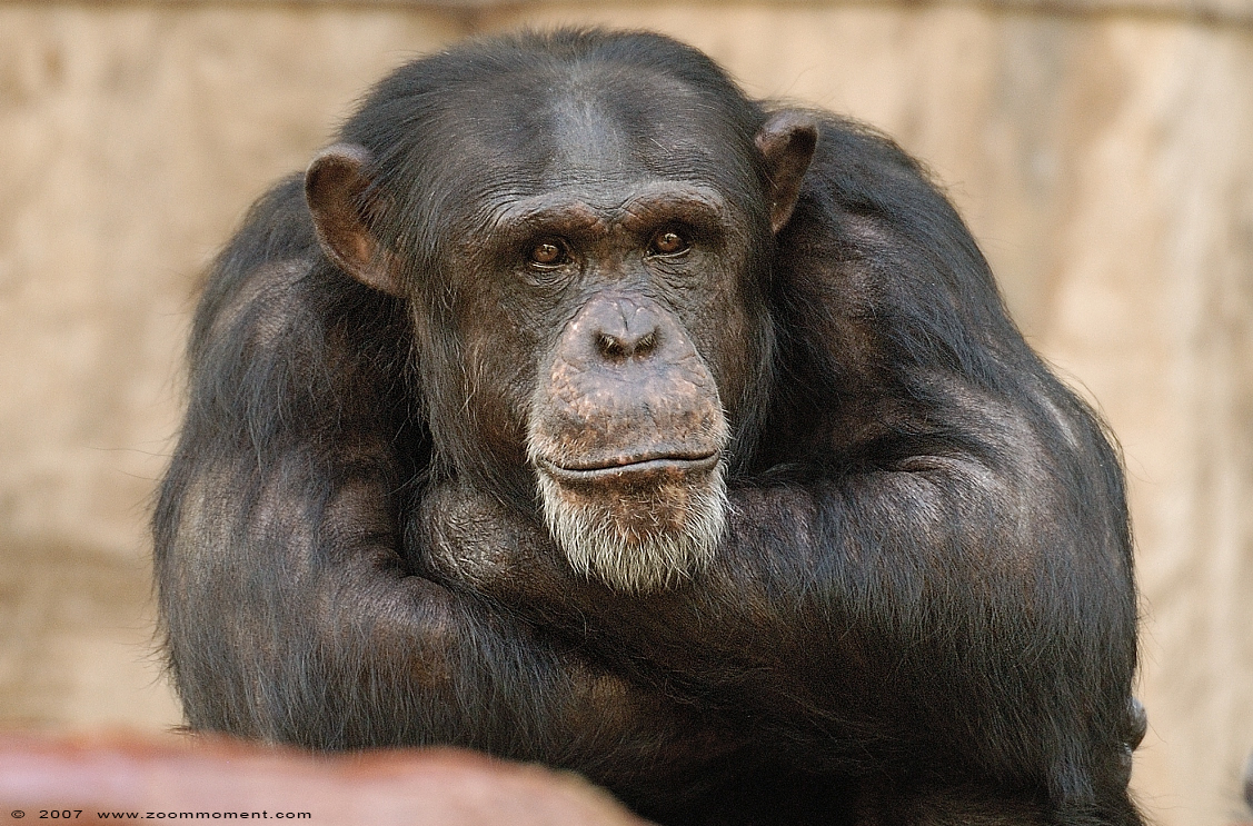 chimpansee  ( Pan troglodytes ) chimpanse chimpanzee
Keywords: Krefeld zoo Germany chimpansee  Pan troglodytes chimpanse chimpanzee