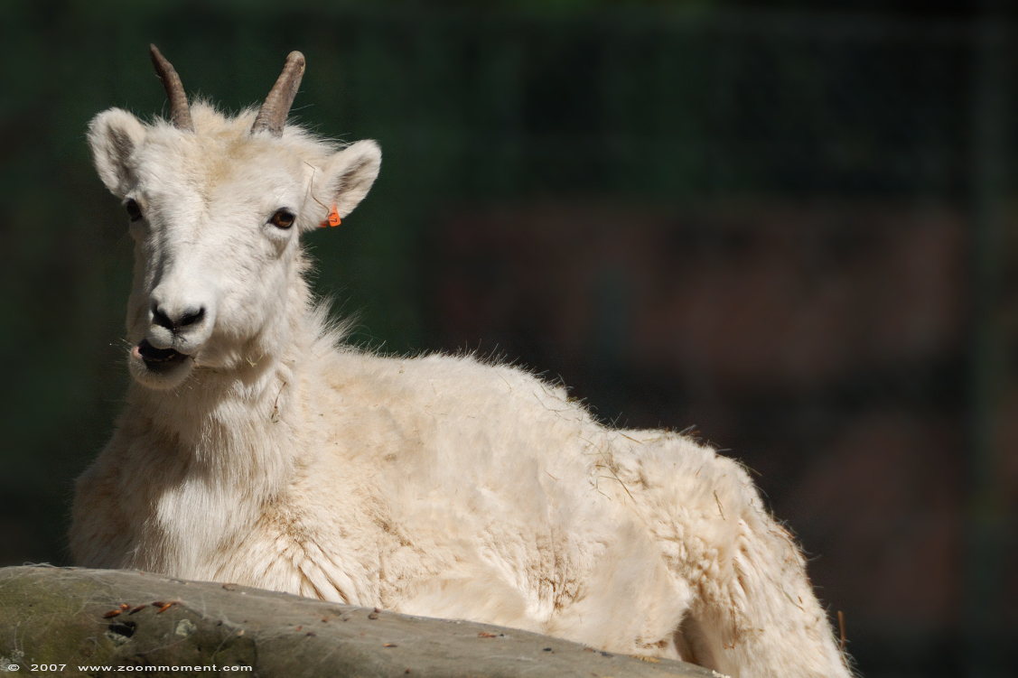Dall schaap ( Ovis dalli ) snow or Dall sheep
Trefwoorden: Krefeld zoo Germany Dall schaap Ovis dalli  snow  Dall sheep