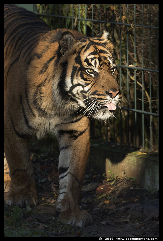 sumatraanse tijger ( Panthera tigris sumatrae ) sumatran tiger
Trefwoorden: Krefeld zoo Germany  sumatraanse tijger Panthera tigris sumatrae sumatran tiger