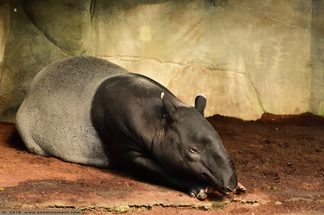 Maleise tapir ( Tapiris indicus ) Malayan tapir 
Trefwoorden: Leipzig zoo Germany Maleise tapir  Tapiris indicus  Malayan tapir 