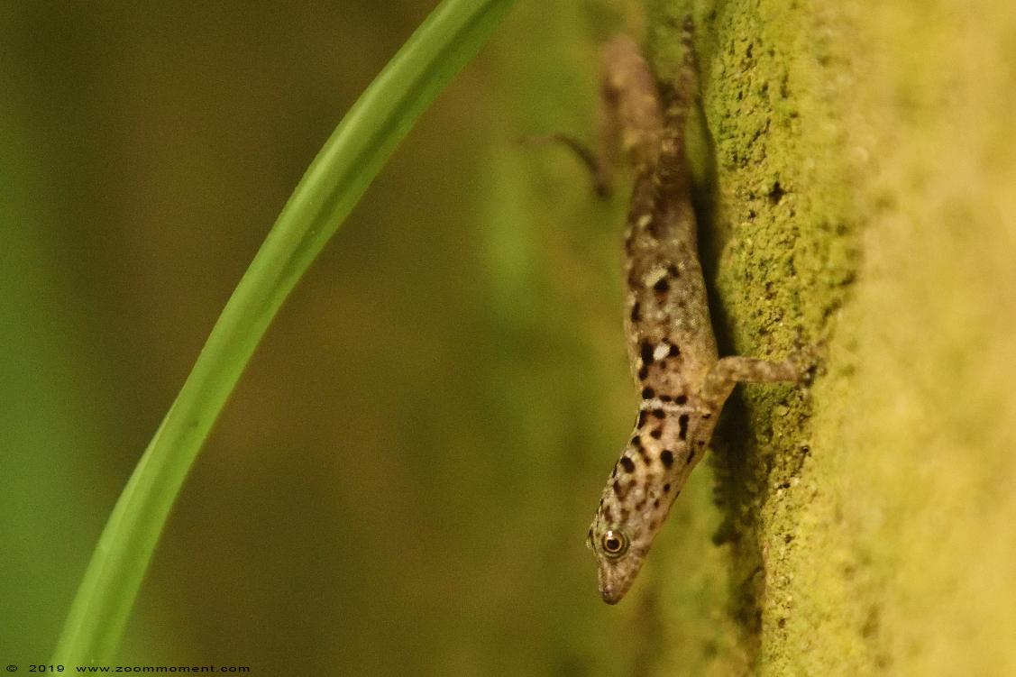 Tobago dwerggecko ( Gonatodes ocellatus ) yellow head dwarf gecko
Trefwoorden: Leipzig zoo Germany Tobago dwerggecko Gonatodes ocellatus  yellow head dwarf gecko