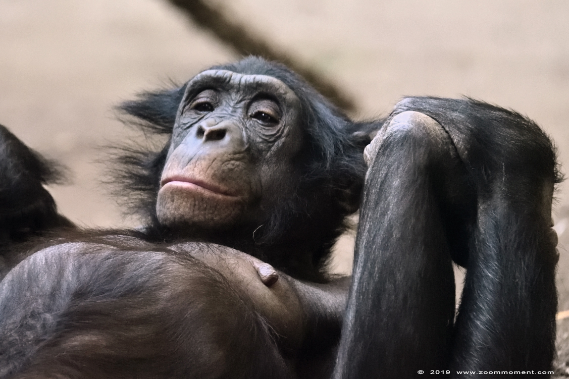 chimpansee  ( Pan troglodytes verus ) chimpanse chimpanzee 
Trefwoorden: Leipzig zoo Germany chimpansee Pan troglodytes verus chimpanse chimpanzee 