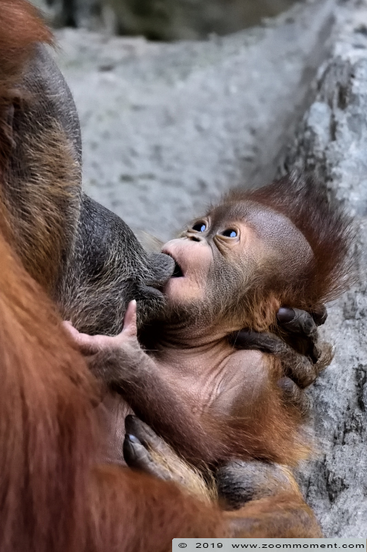 orang oetan ( Pongo abelii ) Sumatran orangutan
Trefwoorden: Leipzig zoo Germany orang oetan  Pongo abelii  Sumatran orangutan