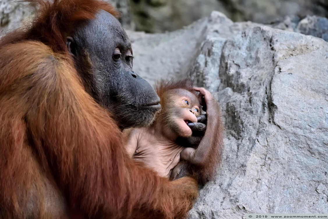 orang oetan ( Pongo abelii ) Sumatran orangutan
Trefwoorden: Leipzig zoo Germany orang oetan  Pongo abelii  Sumatran orangutan