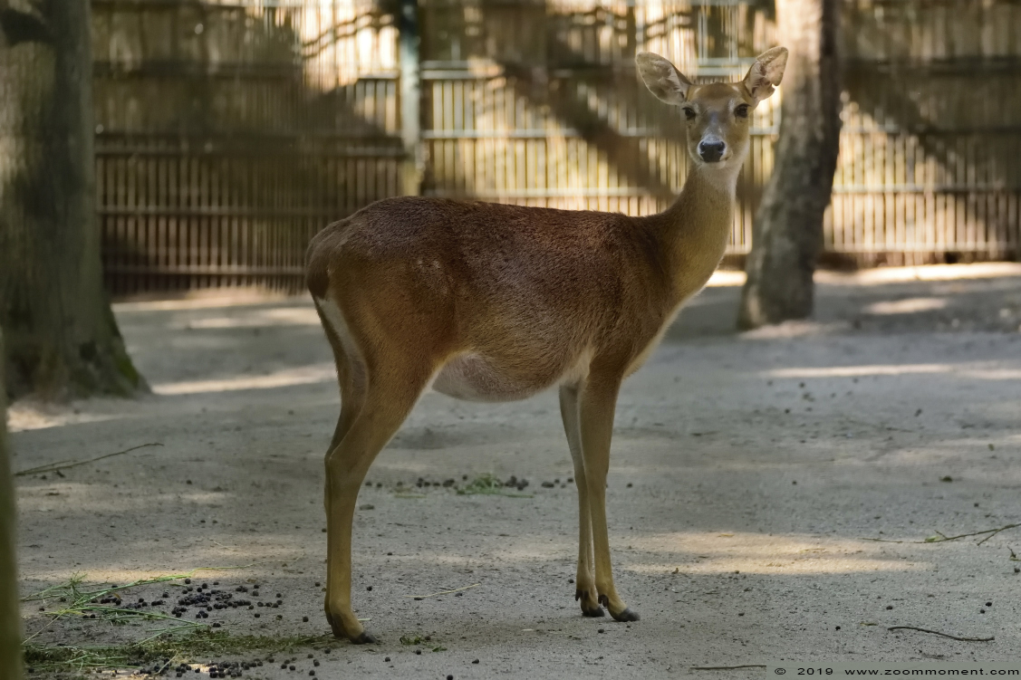 Birmaans lierhert ( Rucervus eldii thamin ) Eld's deer
Keywords: Leipzig zoo Germany Birmaans lierhert Rucervus eldii thamin Eld's deer