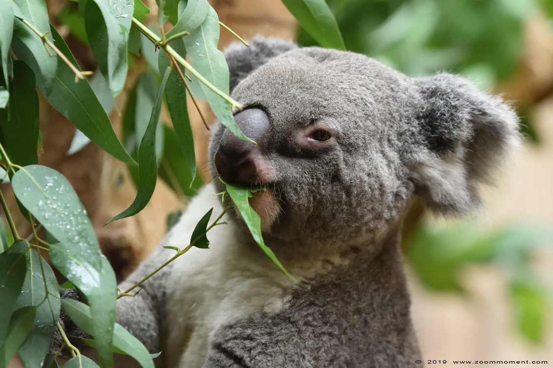 koala  (  Phascolarctos cinereus  )  koala
Trefwoorden: Leipzig zoo Germany koala  Phascolarctos cinereus  koala 