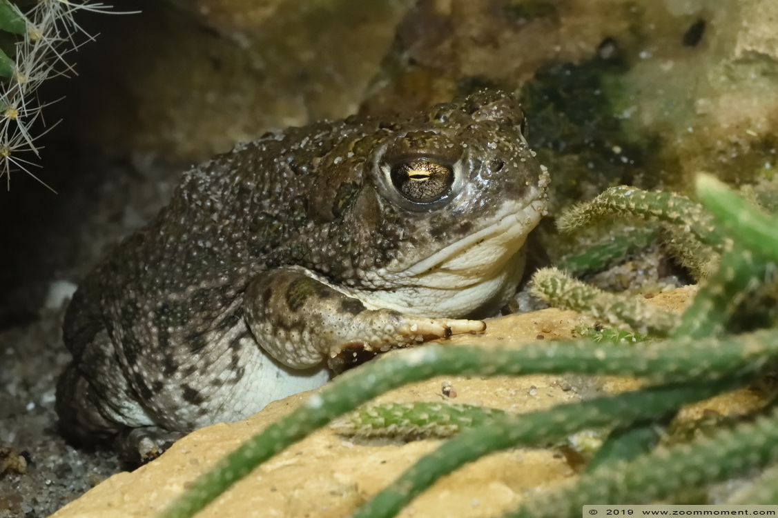 prairiepad  ( Anaxyrus cognatus  ) Great Plains toad
Trefwoorden: Leipzig zoo Germany prairiepad  Anaxyrus cognatus  Great Plains toad