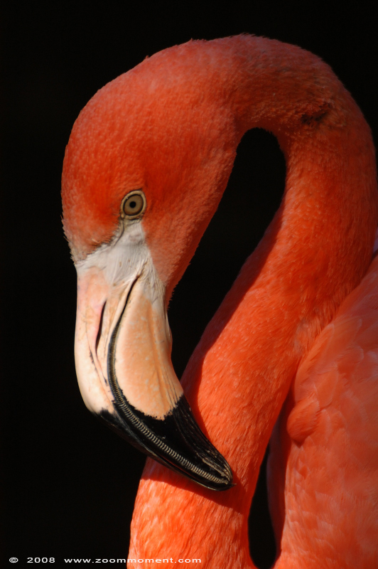 rode flamingo ( Phoenicopterus ruber ruber ) American flamingo
Trefwoorden: Leipzig zoo Germany rode flamingo Phoenicopterus ruber ruber American flamingo