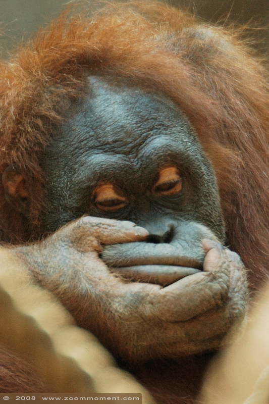 orang oetan ( Pongo abelii ) Sumatran orangutan
Trefwoorden: Leipzig zoo Germany orang oetan  Pongo abelii Sumatran orangutan