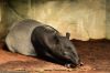 DSC_45358_Leipzig19_tapirc.jpg