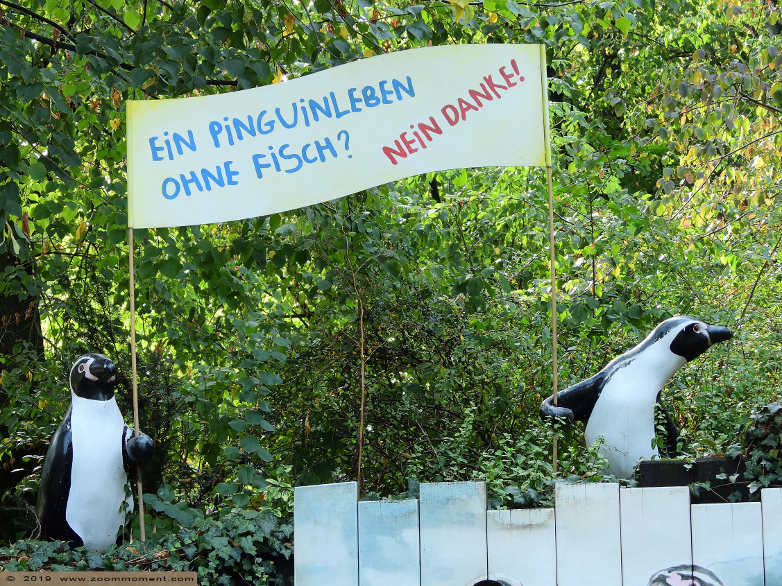 Afrikaanse pinguïn ( Spheniscus demersus ) African penguin
Trefwoorden: Magdeburg zoo Germany Afrikaanse pinguïn  Spheniscus demersus  African penguin 
