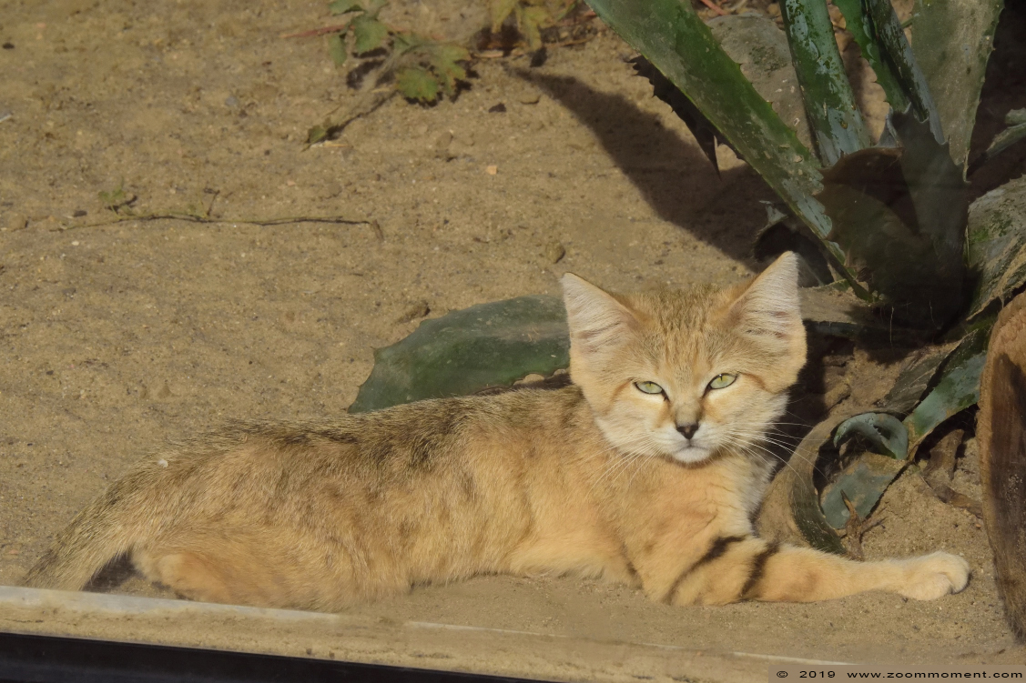 Arabische zandkat of woestijnkat  ( Felis margarita )  sand cat
Trefwoorden: Magdeburg zoo Germany Arabische zandkat  woestijnkat   Felis margarita  sand cat