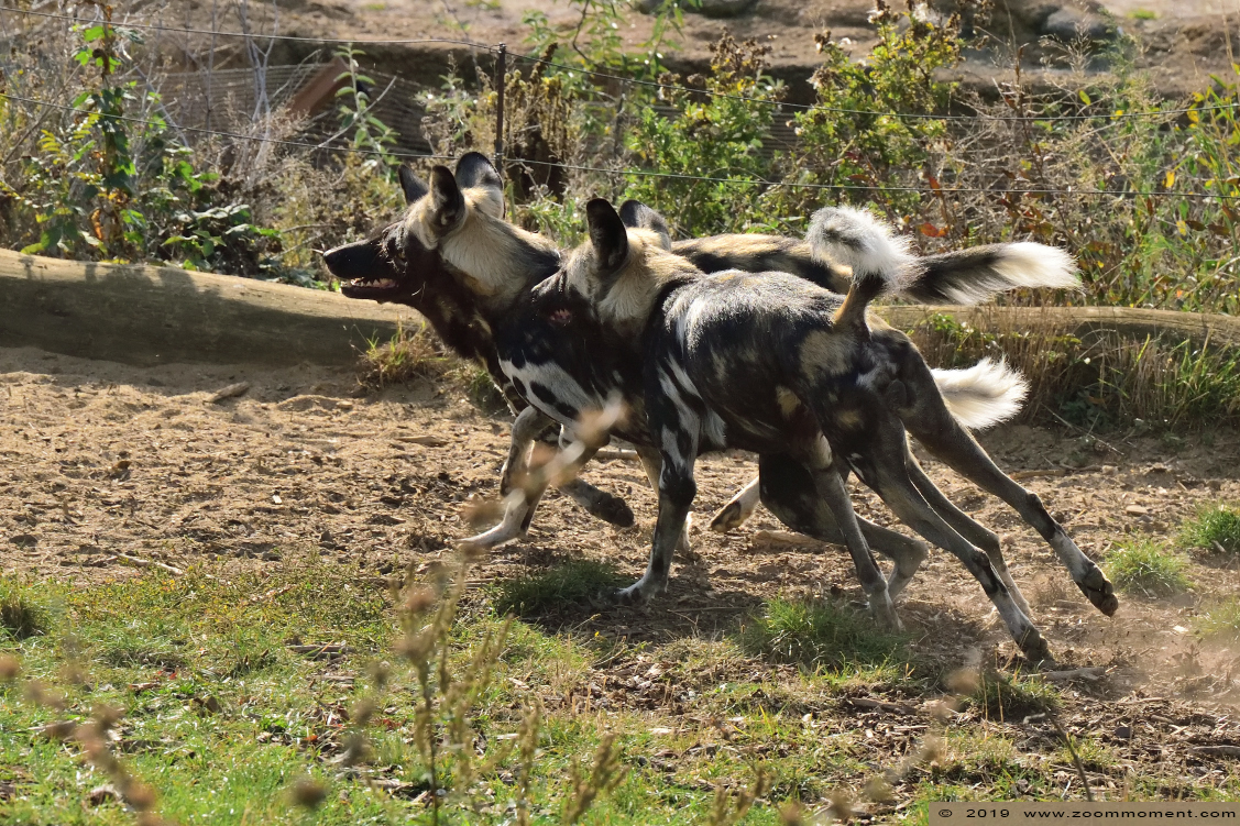 Afrikaanse wilde hond ( Lycaon pictus ) African wild dog
Trefwoorden: Magdeburg zoo Germany Afrikaanse wilde hond  Lycaon pictus  African wild dog 