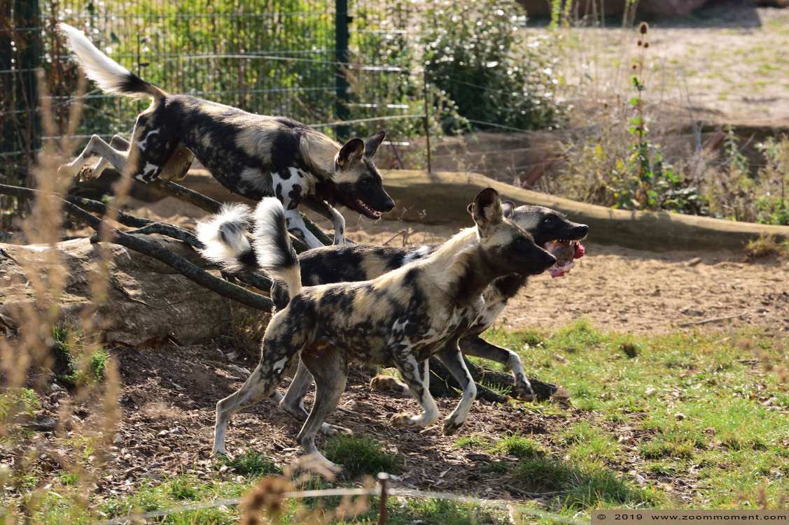 Afrikaanse wilde hond ( Lycaon pictus ) African wild dog 
Trefwoorden: Magdeburg zoo Germany Afrikaanse wilde hond  Lycaon pictus  African wild dog 