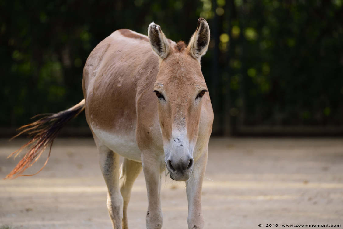 Perzische onager ( Equus hemionus onager )  Persian onager
Trefwoorden: Magdeburg zoo Germany Perzische onager  Equus hemionus onager  Persian onager