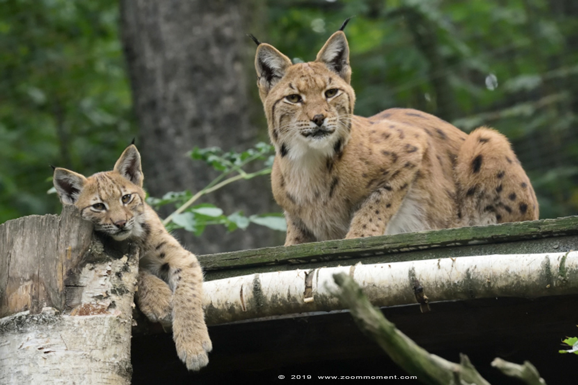 Karpatenlynx ( Lynx lynx carpathicus ) Carpathian lynx
Trefwoorden: Magdeburg zoo Germany Karpatenlynx  Lynx lynx carpathicus  Carpathian lynx