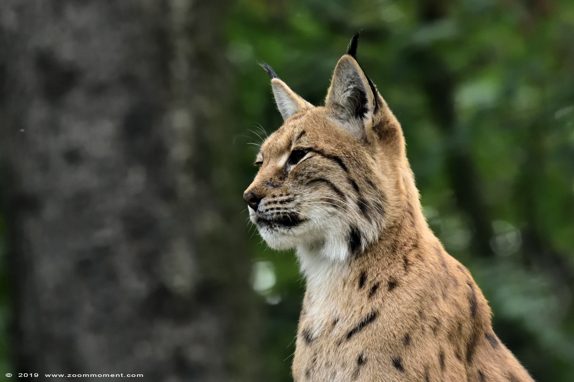 Karpatenlynx ( Lynx lynx carpathicus ) Carpathian lynx
Paraules clau: Magdeburg zoo Germany Karpatenlynx  Lynx lynx carpathicus  Carpathian lynx