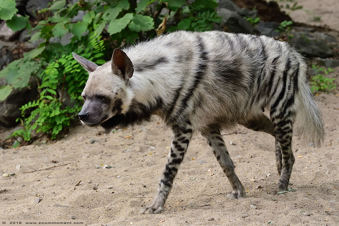 gestreepte hyena ( Hyaena hyaena ) striped hyena 
Trefwoorden: Magdeburg zoo Germany gestreepte hyena  Hyaena hyaena striped hyena 