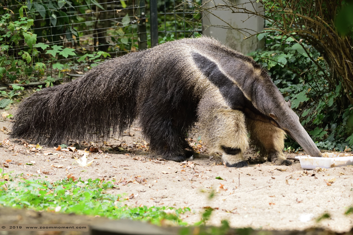 reuzenmiereneter ( Myrmecophaga tridactyla ) giant anteater
Trefwoorden: Magdeburg zoo Germany reuzenmiereneter  Myrmecophaga tridactyla  giant anteater 