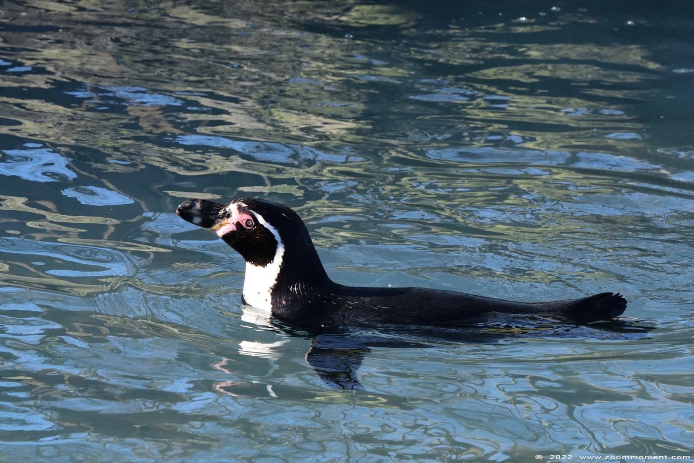 humboldtpinguin ( Spheniscus humboldti ) humboldt penguin Humboldt Pinguin
Trefwoorden: Monde Sauvage Belgium humboldtpinguin Spheniscus humboldti humboldt penguin Humboldt Pinguin