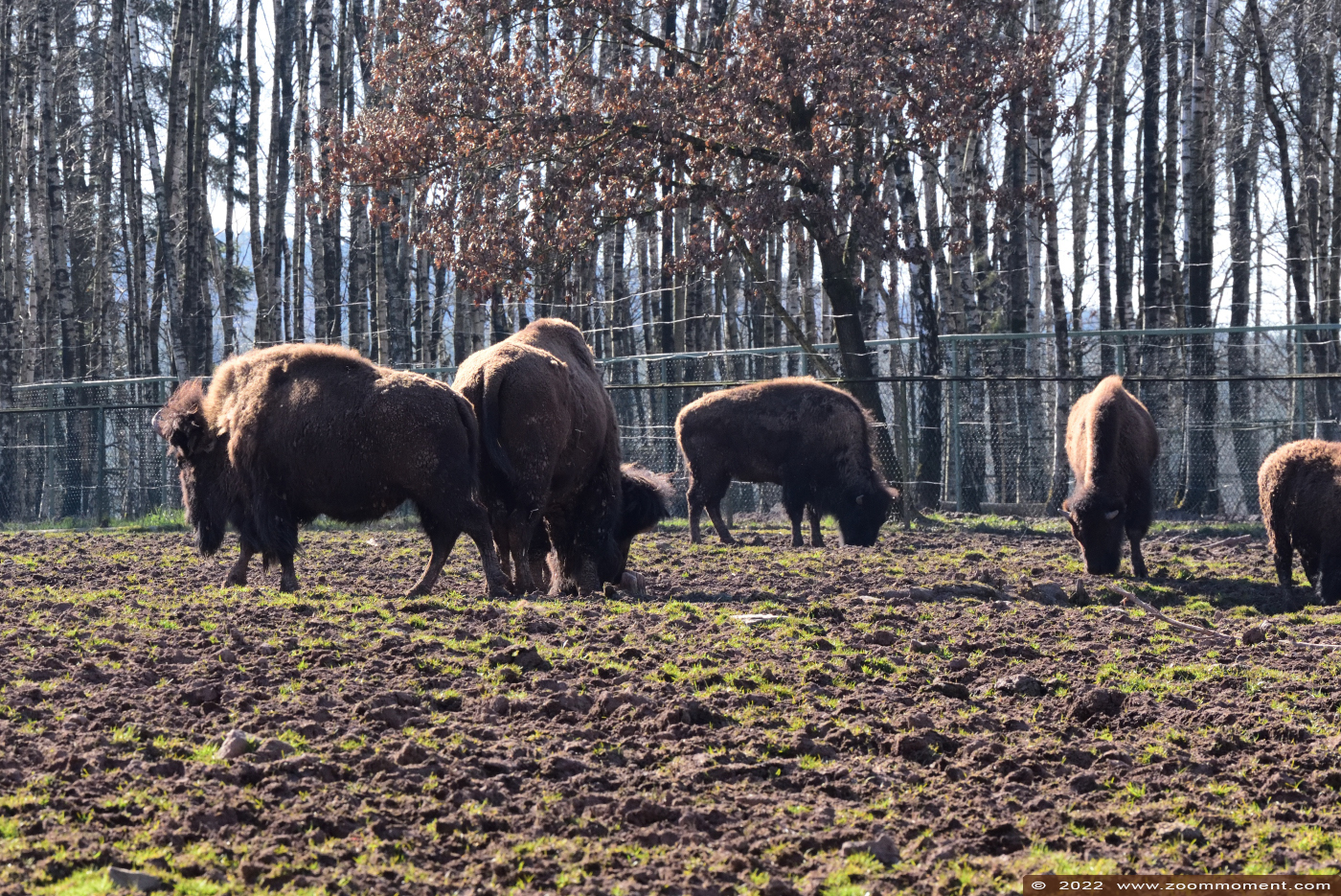 Amerikaanse bizon ( Bison bison bison )  Plains bison or American bison Amerikanische Bison
Trefwoorden: Monde Sauvage Belgium Amerikaanse bizon Bison bison bison Plains bison American bison Amerikanische Bison