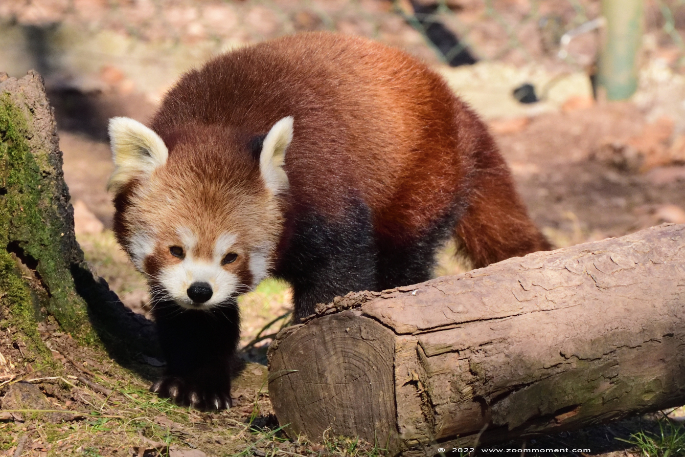 Westelijke of Nepalese rode kleine panda ( Ailurus fulgens ) red panda
Trefwoorden: Monde Sauvage Belgium Westelijke Nepalese rode kleine panda Ailurus fulgens red panda