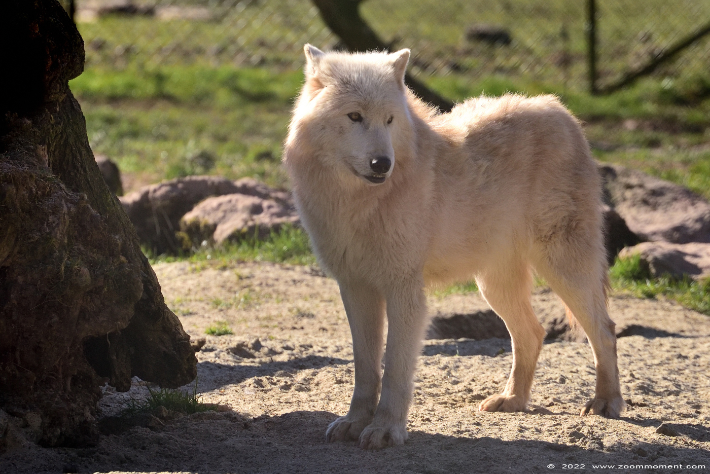 Witte wolf ( Canis lupus ) polar wolf
Ключові слова: Monde Sauvage Belgium Witte wolf Canis lupus polar wolf