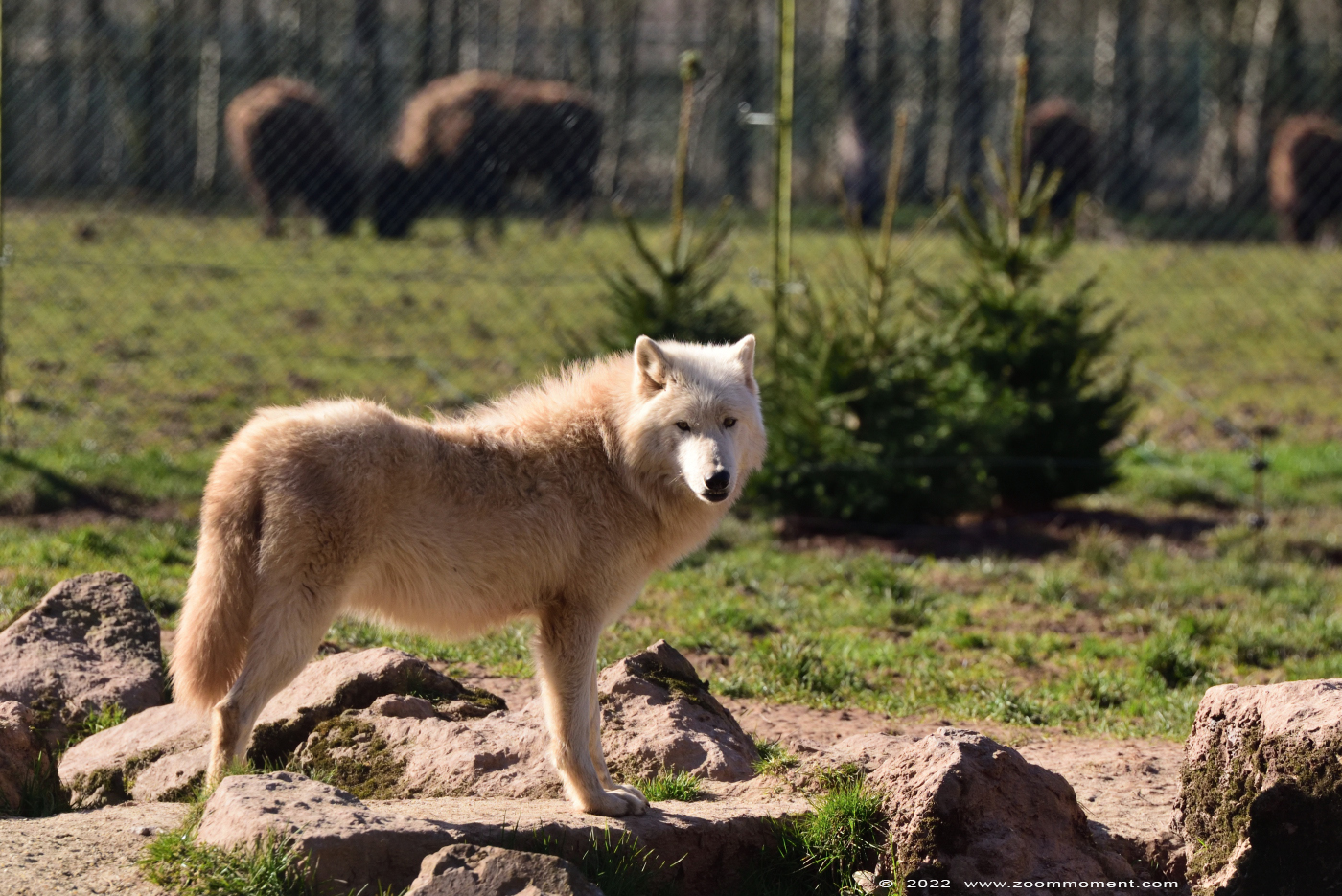 Witte wolf ( Canis lupus ) polar wolf
Słowa kluczowe: Monde Sauvage Belgium Witte wolf Canis lupus polar wolf