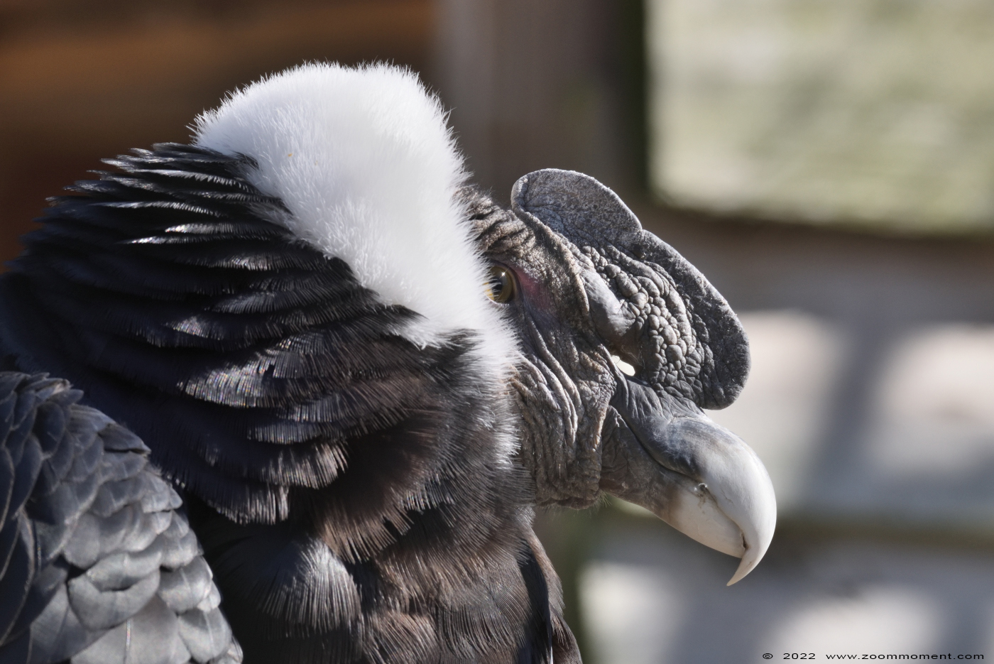 Andescondor ( Vultur gryphus ) Andean condor
Trefwoorden: Monde Sauvage Belgium Andescondor Vultur gryphus Andean condor