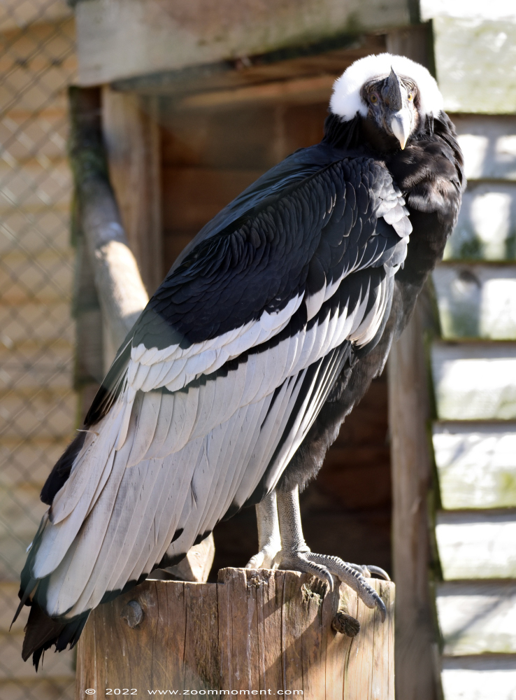 Andescondor ( Vultur gryphus ) Andean condor
Trefwoorden: Monde Sauvage Belgium Andescondor Vultur gryphus Andean condor