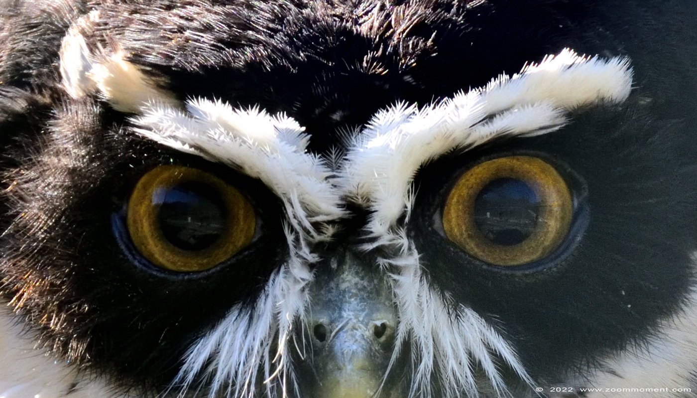 Briluil of maskeruil ( Pulsatrix perspicillata ) spectacled owl Brillenkauz
Trefwoorden: Monde Sauvage Belgium Briluil maskeruil Pulsatrix perspicillata spectacled owl Brillenkauz