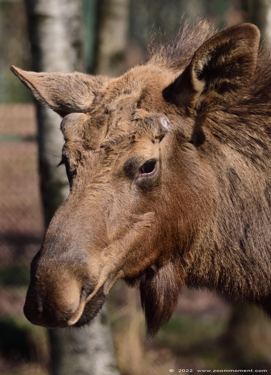 Eland ( Alces alces ) moose Elch
Trefwoorden: Monde Sauvage Belgium Eland Alces alces moose Elch