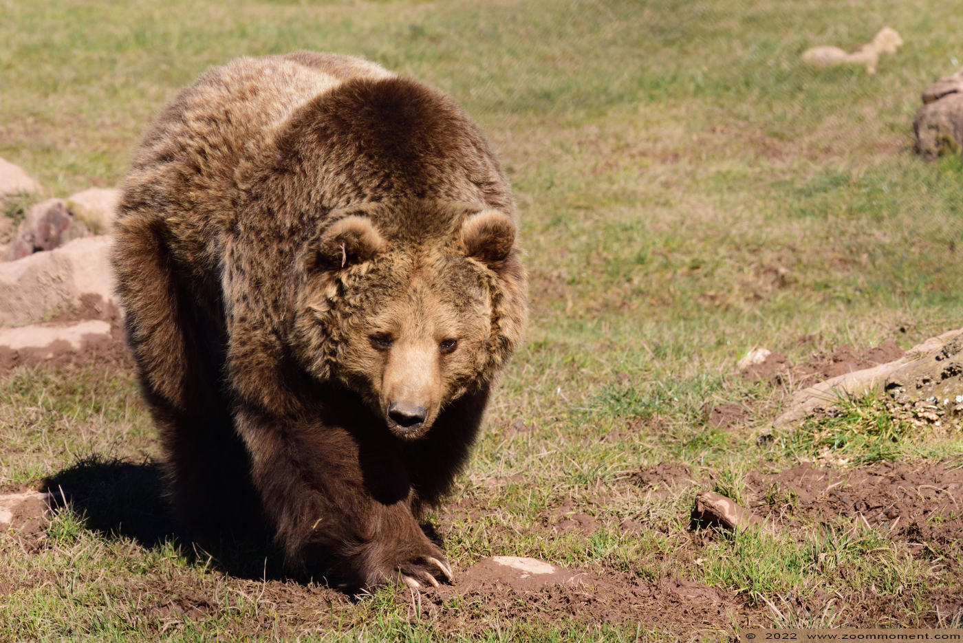 Bruine beer ( Ursus arctos ) brown bear
Trefwoorden: Monde Sauvage Belgium Bruine beer Ursus arctos brown bear