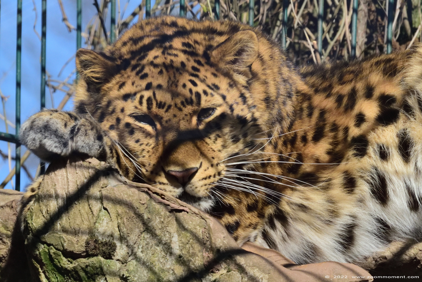amoerpanter ( Panthera pardus orientalis ) amur leopard
Ključne reči: Monde Sauvage Belgium amoerpanter Panthera pardus orientalis amur leopard