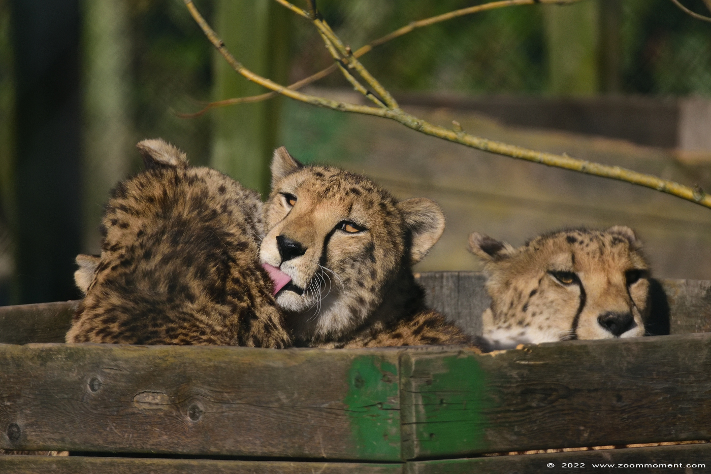 cheetah of jachtluipaard ( Acinonyx jubatus jubatus ) cheeta Gepard
Keywords: Monde Sauvage Belgium cheetah jachtluipaard Acinonyx jubatus jubatus cheeta Gepard